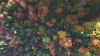 Güzel bir sonbahar ormanının üzerinde uçarken canlı renkli ağaç gölgeleri ve dolambaçlı bir yol. Sonbahar, mevsimler, doğa ve çevre kavramları. 4K, 60FPS