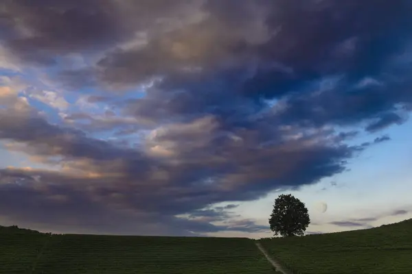 Traumhafte Nächtliche Landschaft Über Weinbergen Bei Vollmond Und Bewölktem Himmel Stockfoto