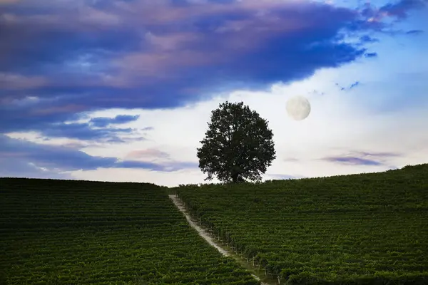 満月と曇りの空のブドウ畑の上に素晴らしい夜景 ロイヤリティフリーのストック画像