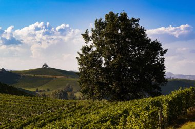 Langhe 'nin Piedmontese tepelerindeki üzüm bağlarının üzerinde fantastik bir manzara.