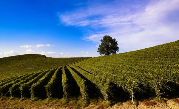 ラングのピエモンテの丘のブドウ畑の上の素晴らしい風景 ストック画像