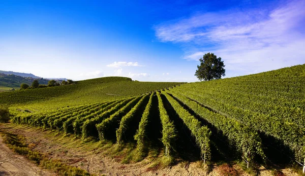 Fantastisch Landschap Wijngaarden Piemonte Heuvels Van Langhe Rechtenvrije Stockafbeeldingen