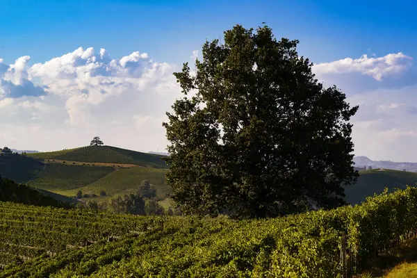 Traumhafte Landschaft Über Den Weinbergen Den Piemontesischen Hügeln Der Langhe lizenzfreie Stockbilder