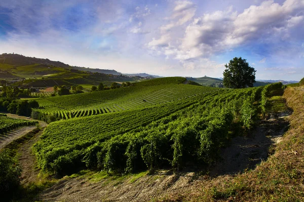 ラングのピエモンテの丘のブドウ畑の上の素晴らしい風景 ロイヤリティフリーのストック写真