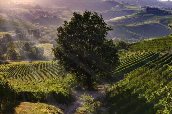ラングのピエモンテの丘のブドウ畑の上の素晴らしい風景 ストック写真