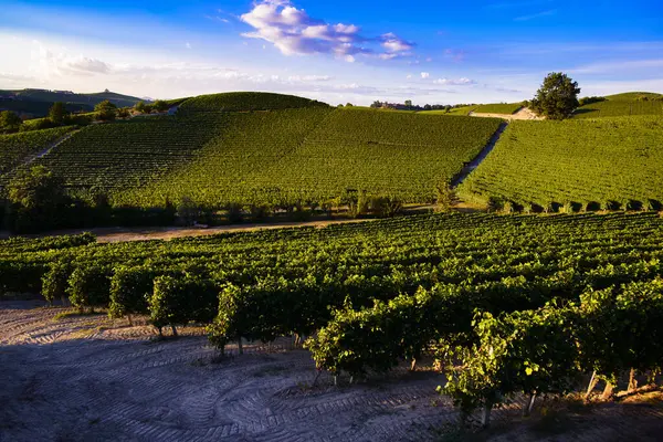 Fantastisch Landschap Wijngaarden Piemonte Heuvels Van Langhe Stockafbeelding