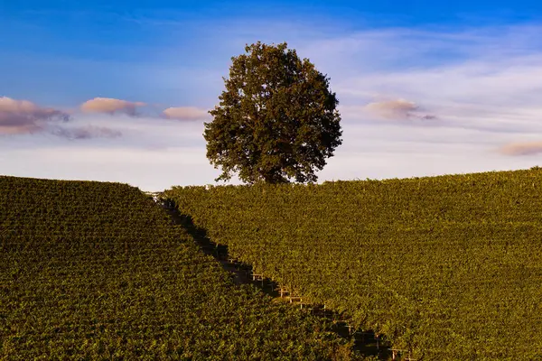 ラングのピエモンテの丘のブドウ畑の上の素晴らしい風景 ストック写真