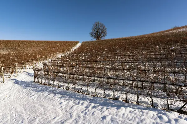 Açık bir günde Piedmont Langa 'da karla kaplı üzüm bağlarının manzarası