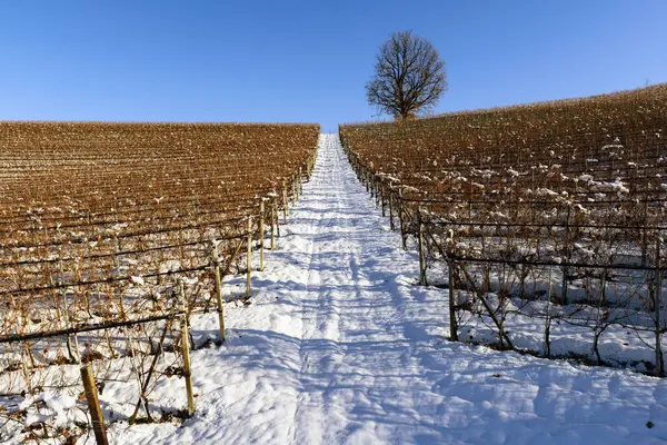 Paisagem Vinhas Cobertas Neve Piemonte Langa Dia Claro Imagens De Bancos De Imagens