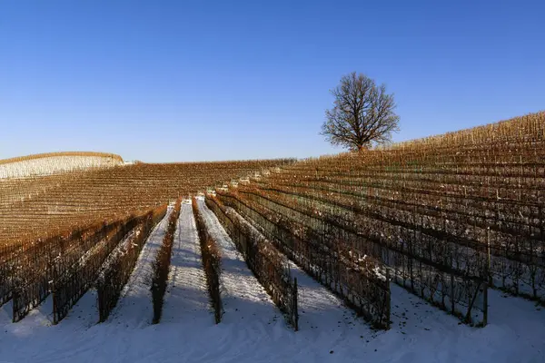 Paisagem Vinhas Cobertas Neve Piemonte Langa Dia Claro Fotos De Bancos De Imagens