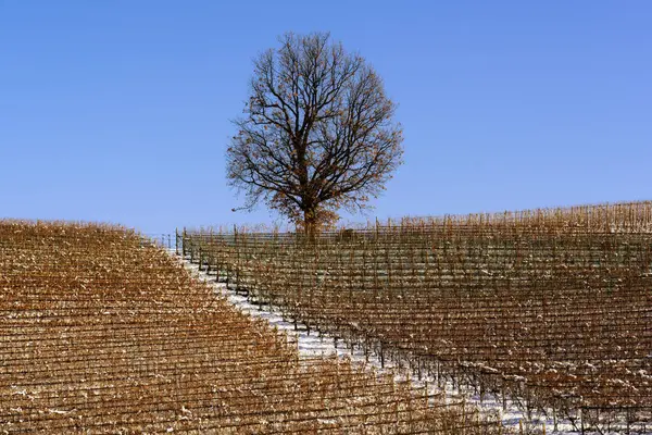 Landschaft Der Schneebedeckten Weinberge Piemont Langa Einem Klaren Tag lizenzfreie Stockbilder