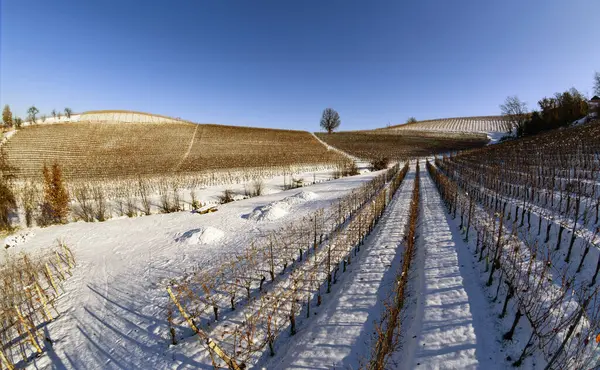 Paisagem Vinhas Cobertas Neve Piemonte Langa Dia Claro Fotografias De Stock Royalty-Free