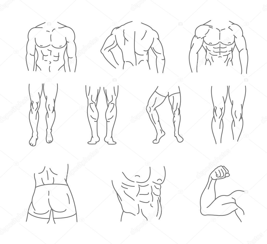 Male body icon set - thin line style, vector collection