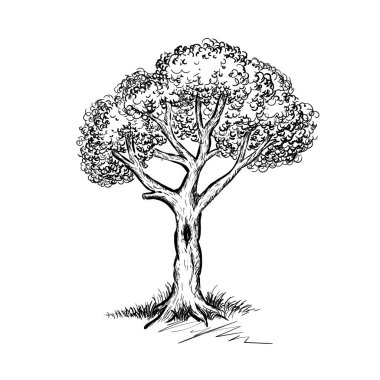 Güzel el çizimi ağaç vektör illüstrasyonu