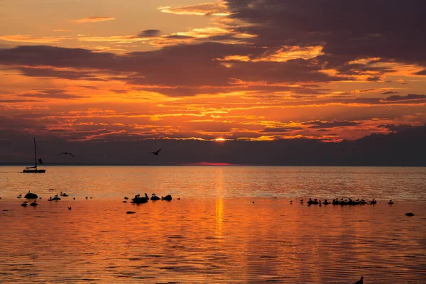 Solnedgång Havet Vid Kusten Med Måsar Klipporna — Stockfoto