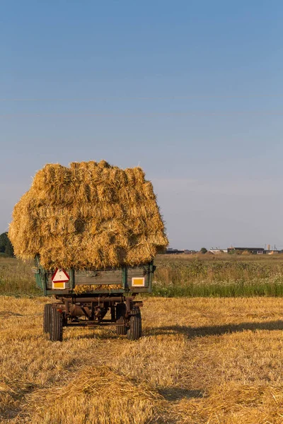 Fresh Straw Hay Bales Trailer Field — Stock Photo, Image