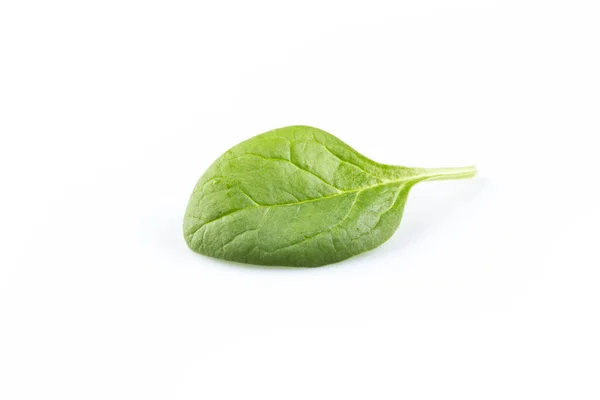 Grüne Frische Spinatblätter Auf Weißem Hintergrund — Stockfoto
