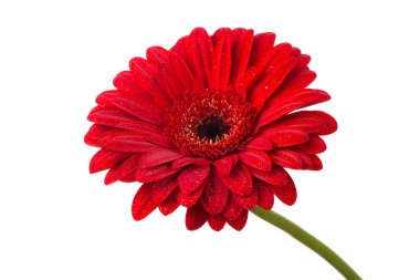 Kırmızı Gerbera çiçeği. Ayrıntıları yaz zamanı çek.