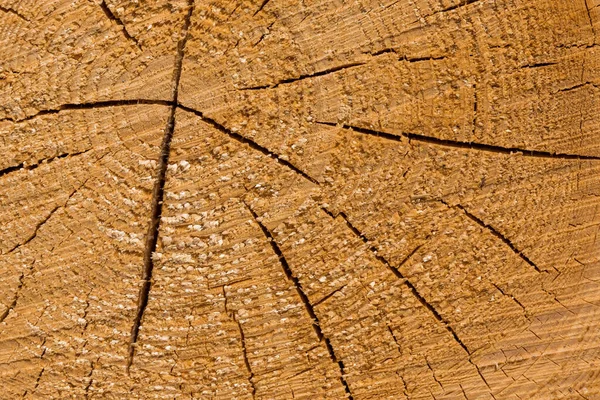 Troncos Madeira Madeira Serrada Floresta Toros Árvore Recém Cortados Empilhados — Fotografia de Stock