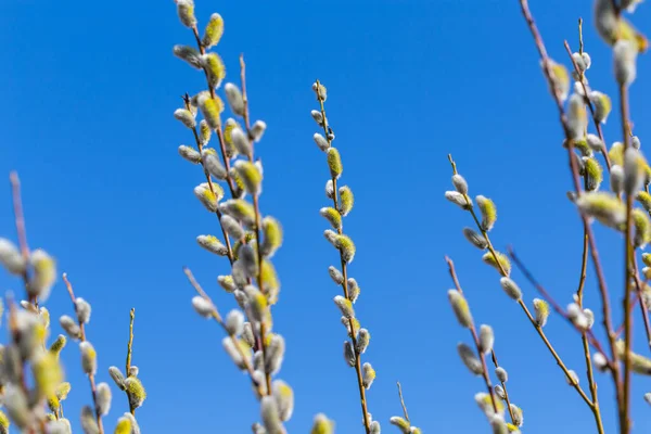 Fluffy Soft Willow Buds Early Spring Blue Sky — Stock Photo, Image