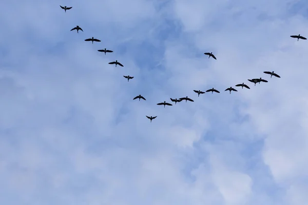 Groupe Oies Migratrices Volant Sur Ciel Bleu — Photo