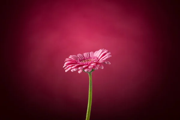 Rózsaszín Gerbera Virág Virágzás Közelkép Fotó Részletek Tavasz — Stock Fotó