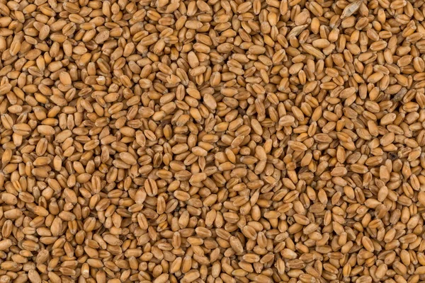 Цілий Фон Зерна Сирої Пшениці Крупним Планом — стокове фото