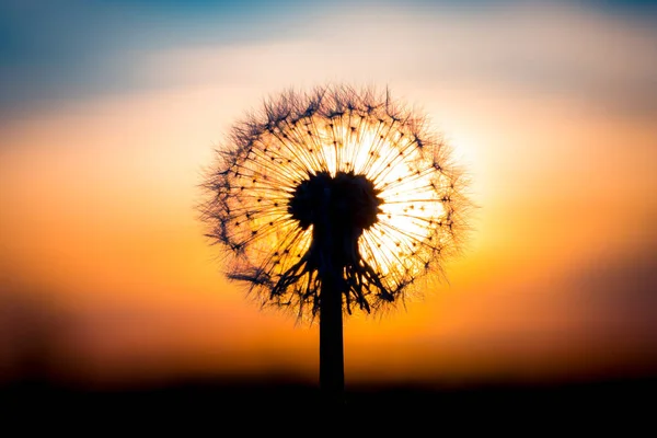 Квітка Кульбаби Зливається Заходом Сонця Виглядає Цибулина — стокове фото