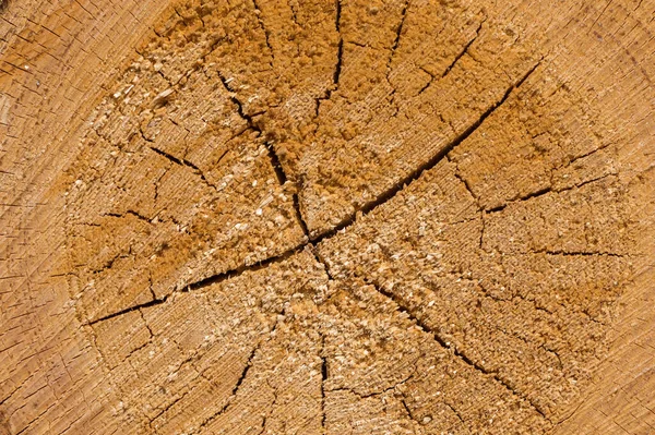 Holzscheite Holzeinschlag Wald Frisch Geschnittene Baumstämme Stapeln Sich Als Hintergrundstruktur — Stockfoto