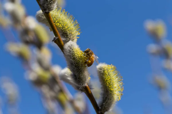 Willow Kwiat Pszczoły Błękitne Niebo — Zdjęcie stockowe