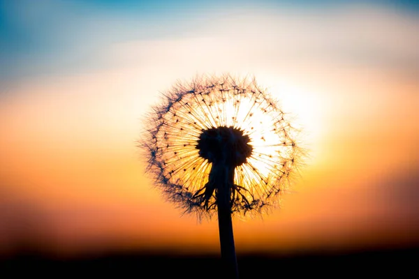 バルブのように見える夕日と融合タンポポの花 — ストック写真