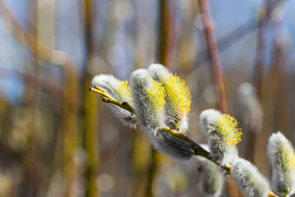 Flauschige Weidenknospen Zeitigen Frühjahr — Stockfoto
