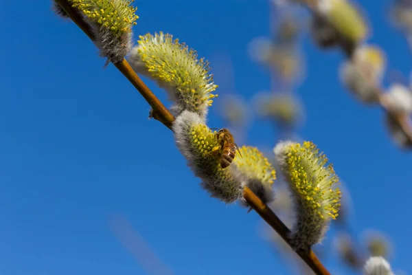 Vrbový Květ Včelami Modrou Oblohou — Stock fotografie