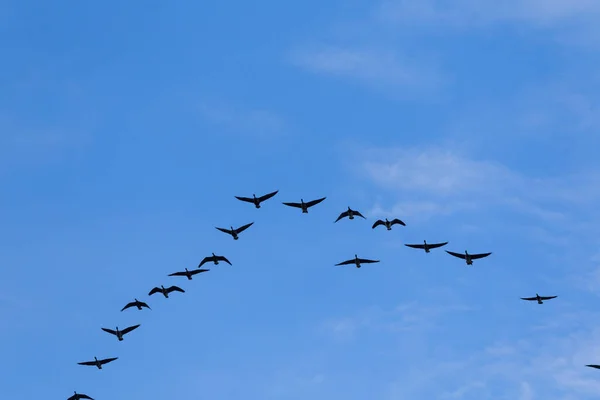 Group Migrating Geese Birds Flying Blue Sky — Stock Photo, Image
