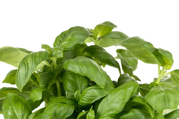 Fresh Green Leaf Basil Isolated White Background — Stock Photo, Image