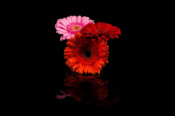 Víz Csepp Piros Rózsaszín Narancssárga Gerbera Virág Lövés Közelről Fotó — Stock Fotó