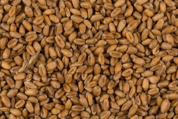 生の小麦粒のクローズ アップの全体の背景 — ストック写真