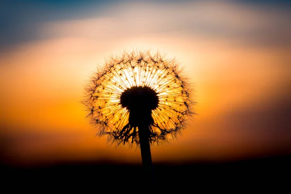 Λουλούδι Πικραλίδας Λιωμένο Ηλιοβασίλεμα Που Μοιάζει Λάμπα — Φωτογραφία Αρχείου