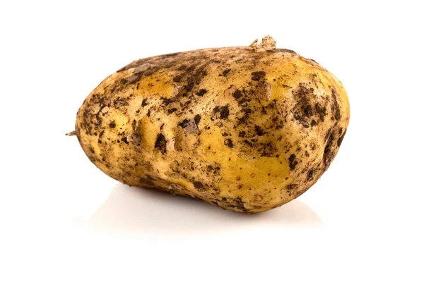 Fresh Dirty Potato Isolated White Background Stock Image