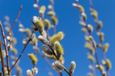 Tüylü yumuşak willow tomurcukları erken Bahar