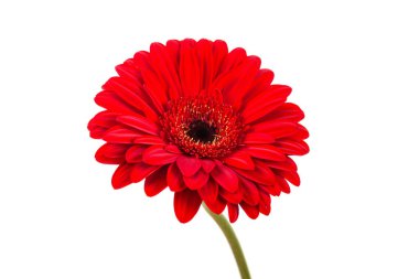 Kırmızı Gerbera çiçeği. Ayrıntıları yaz zamanı çek.