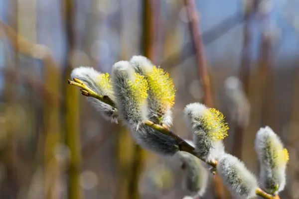 Flauschige Weidenknospen Zeitigen Frühjahr — Stockfoto