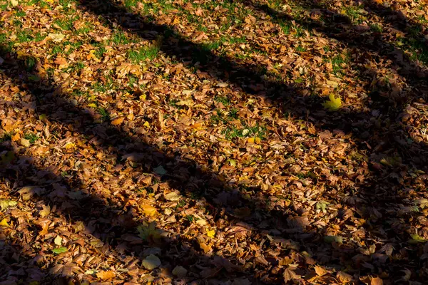 秋の森の落ち葉を背景にした厳しい影 — ストック写真