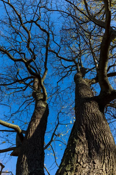 Vibrant Χρωματιστό Treetop Μπροστά Από Γαλάζιο Του Ουρανού Στο Φθινόπωρο — Φωτογραφία Αρχείου