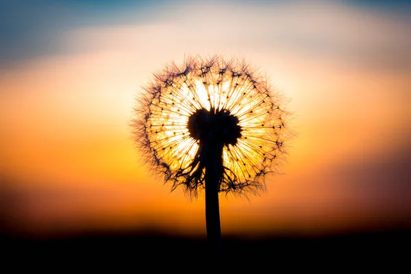 Pampeliškový Květ Splynul Západem Slunce Vypadal Jako Žárovka — Stock fotografie