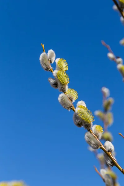 Tüylü Yumuşak Willow Tomurcukları Erken Bahar — Stok fotoğraf