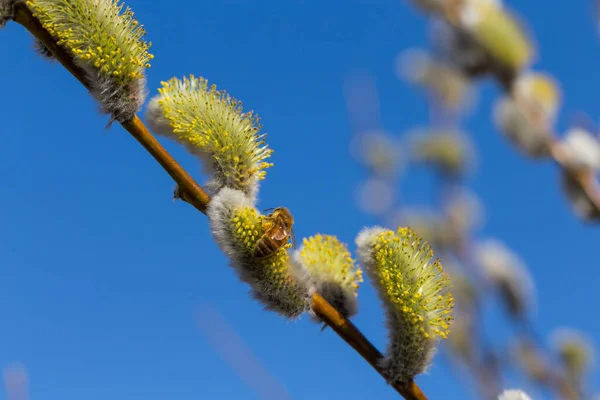Fluffy Soft Willow Buds Early Spring — Stock Photo, Image