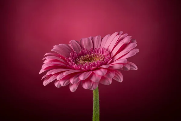 Rózsaszín Gerbera Virág Virágzás Közelkép Fotó Részletek Tavasz — Stock Fotó