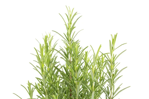 stock image Branches of rosemary isolated on a white background