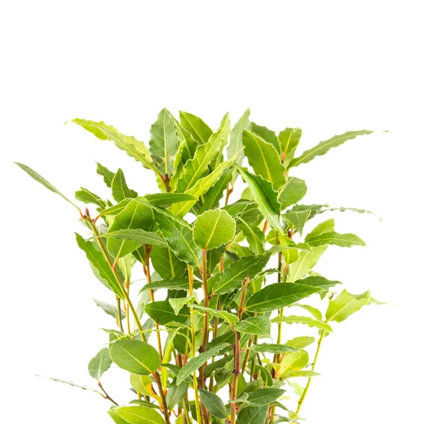 Small Laurel Tree Flower Pot Isolated White Background Closeup — Stock Photo, Image